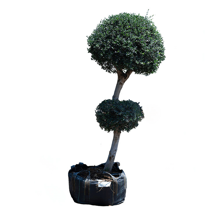 עץ זית מעוצב